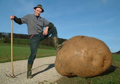 A big Potato
